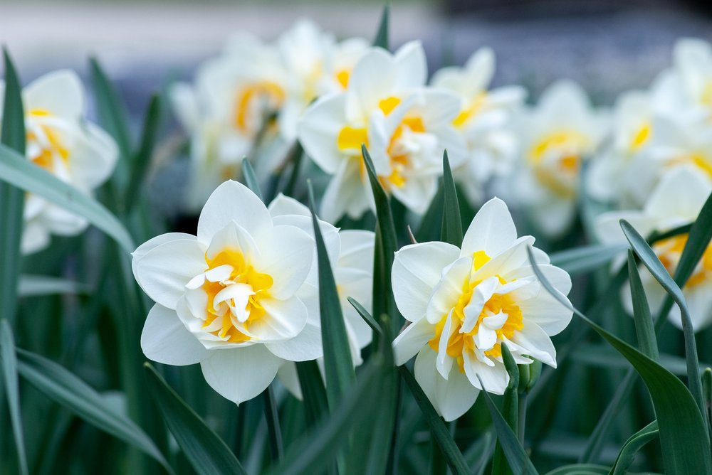 Flowers That Bring Back Memories