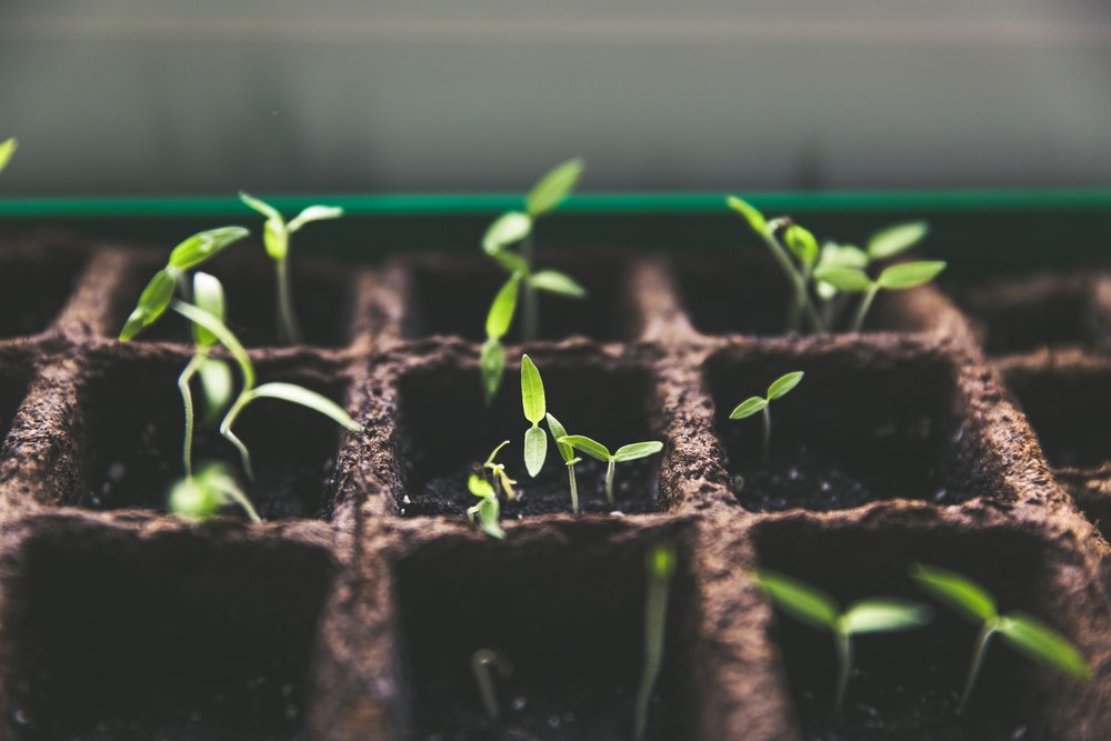 Preparing Your Garden For Success - February in the Garden