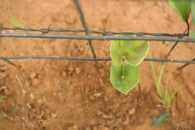 Legacy - Nature, Pecan Trees, and Home