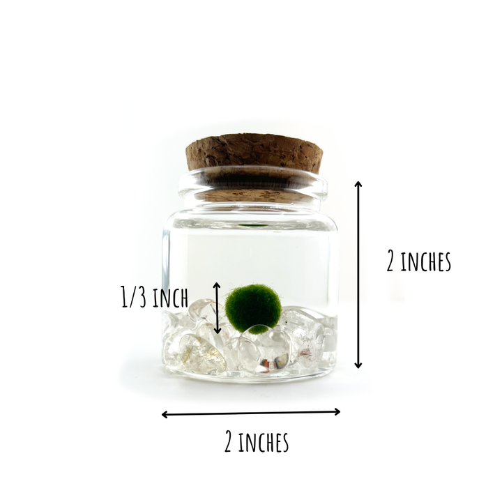 Small Marimo Moss Ball Terrarium with Clear Quartz Gemstones