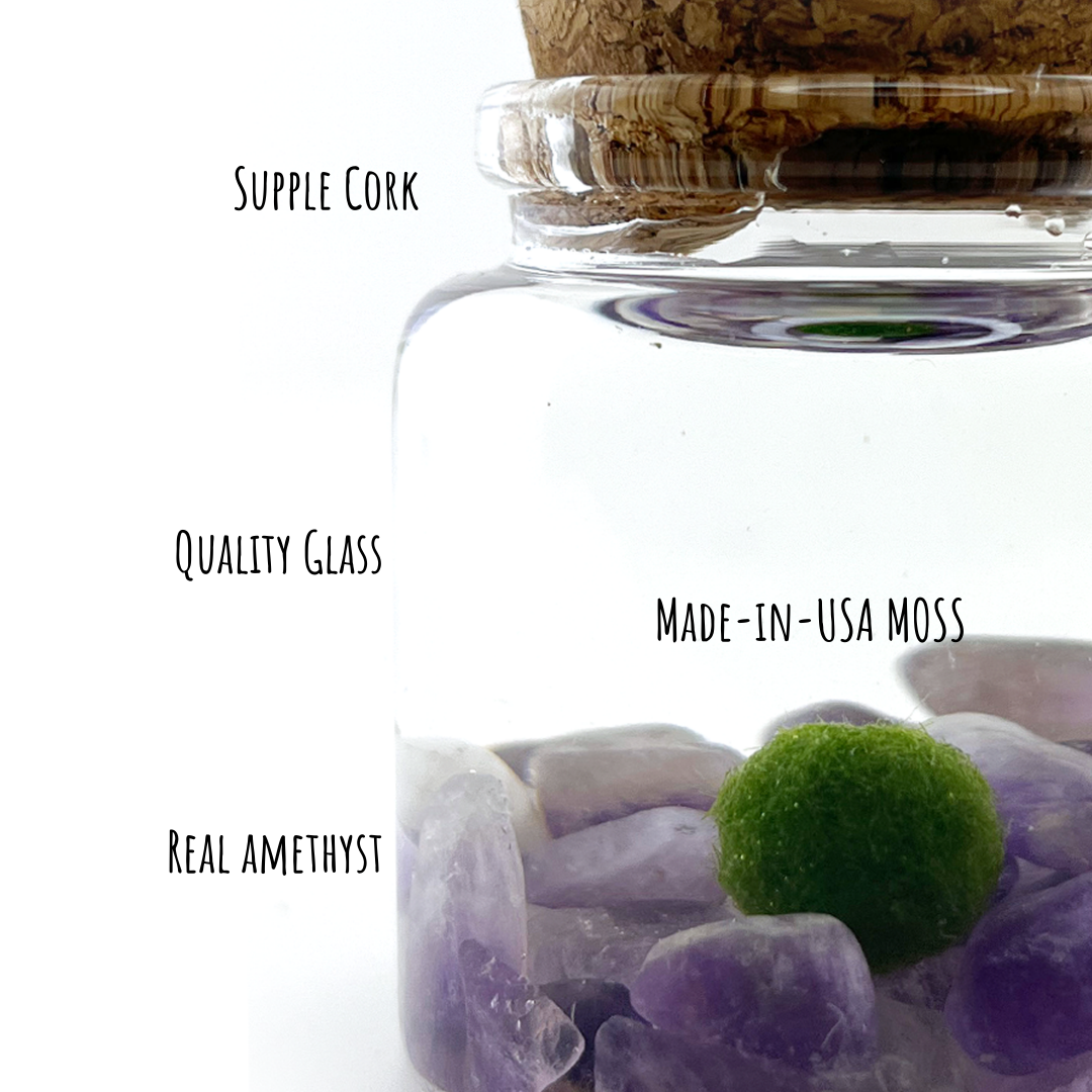 Small Marimo Moss Ball Terrarium with Amethyst Gemstone