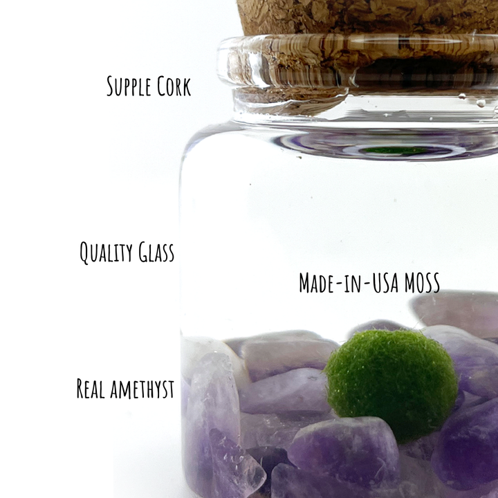 Small Marimo Moss Ball Terrarium with Amethyst Gemstone