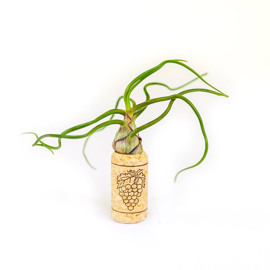 Wine Cork Magnets with Tillandsia Ionantha Air Plants