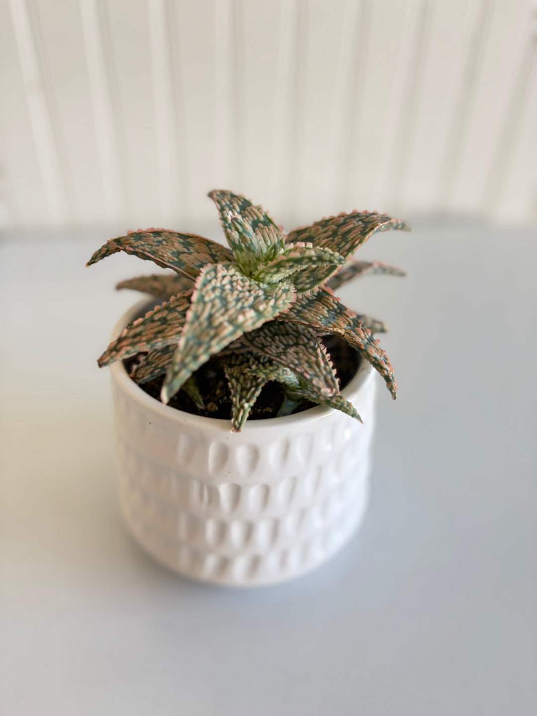 Premium Succulent