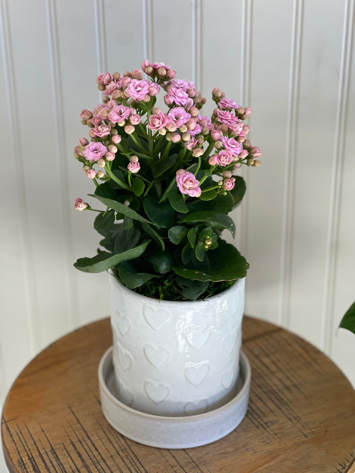 Hearts Alive - Heart Planter with living plant