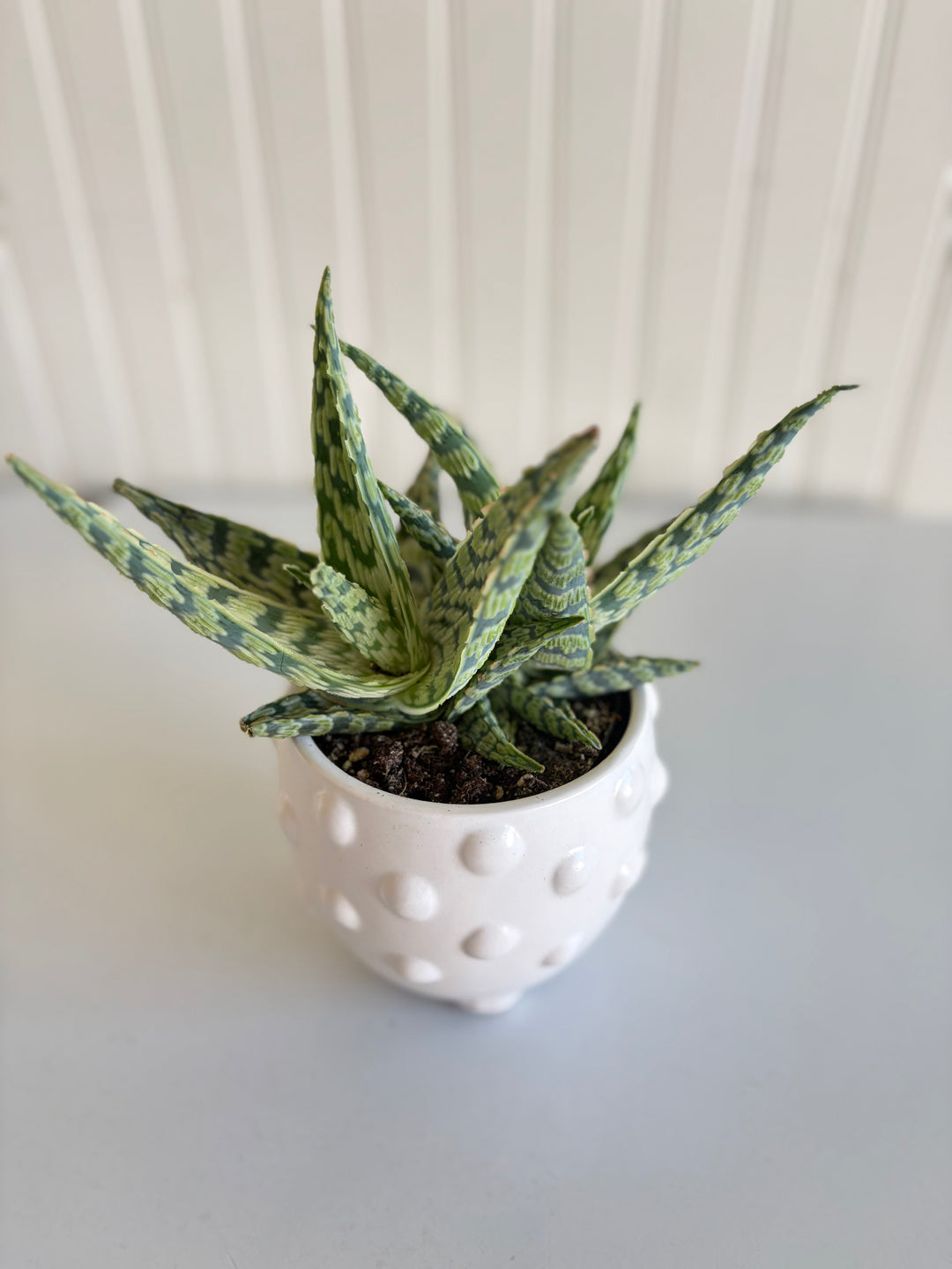 Premium Succulent