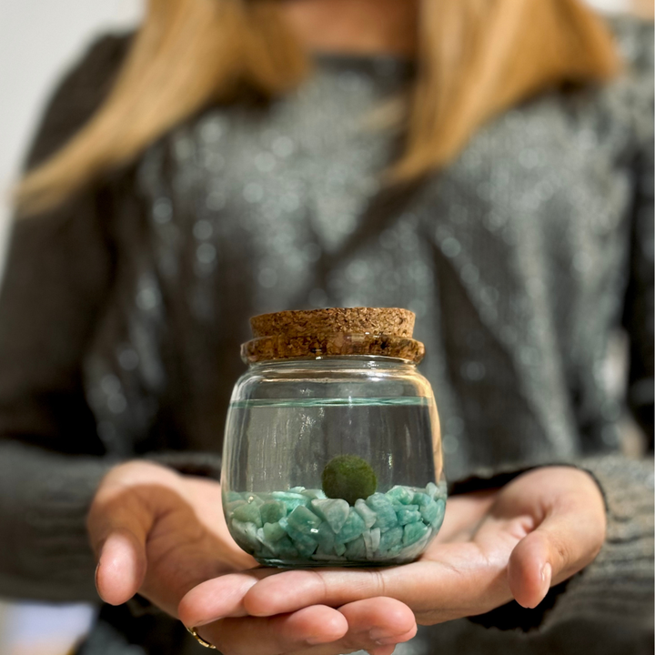 Medium Marimo Moss Ball Terrarium with Aventurine Gemstones