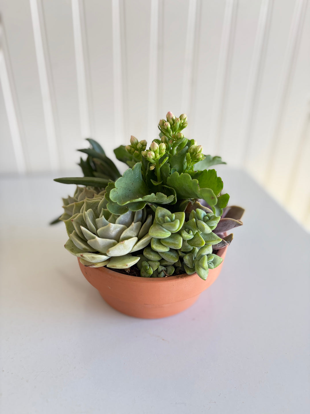 Mini Succulent Garden