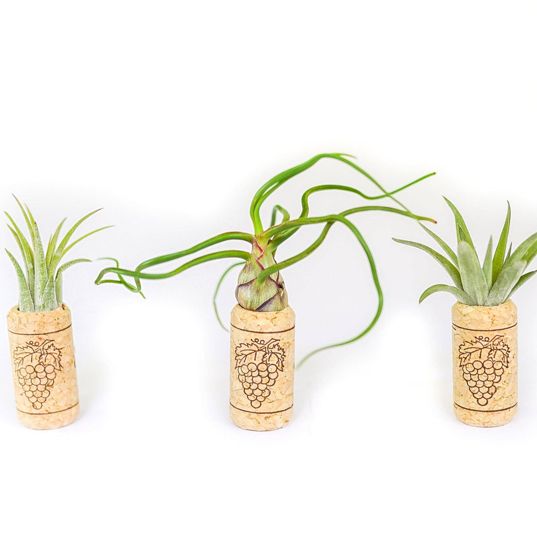 Wine Cork Magnets with Tillandsia Ionantha Air Plants