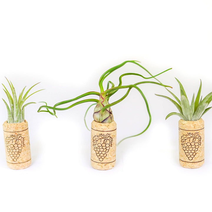 Wine Cork Magnets with Tillandsia Ionantha Air Plants