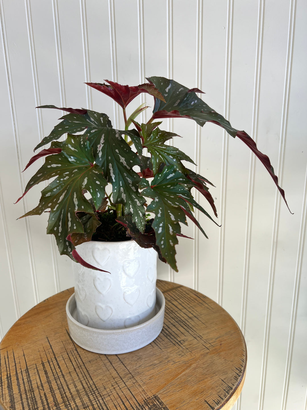 Hearts Alive - Heart Planter with living plant