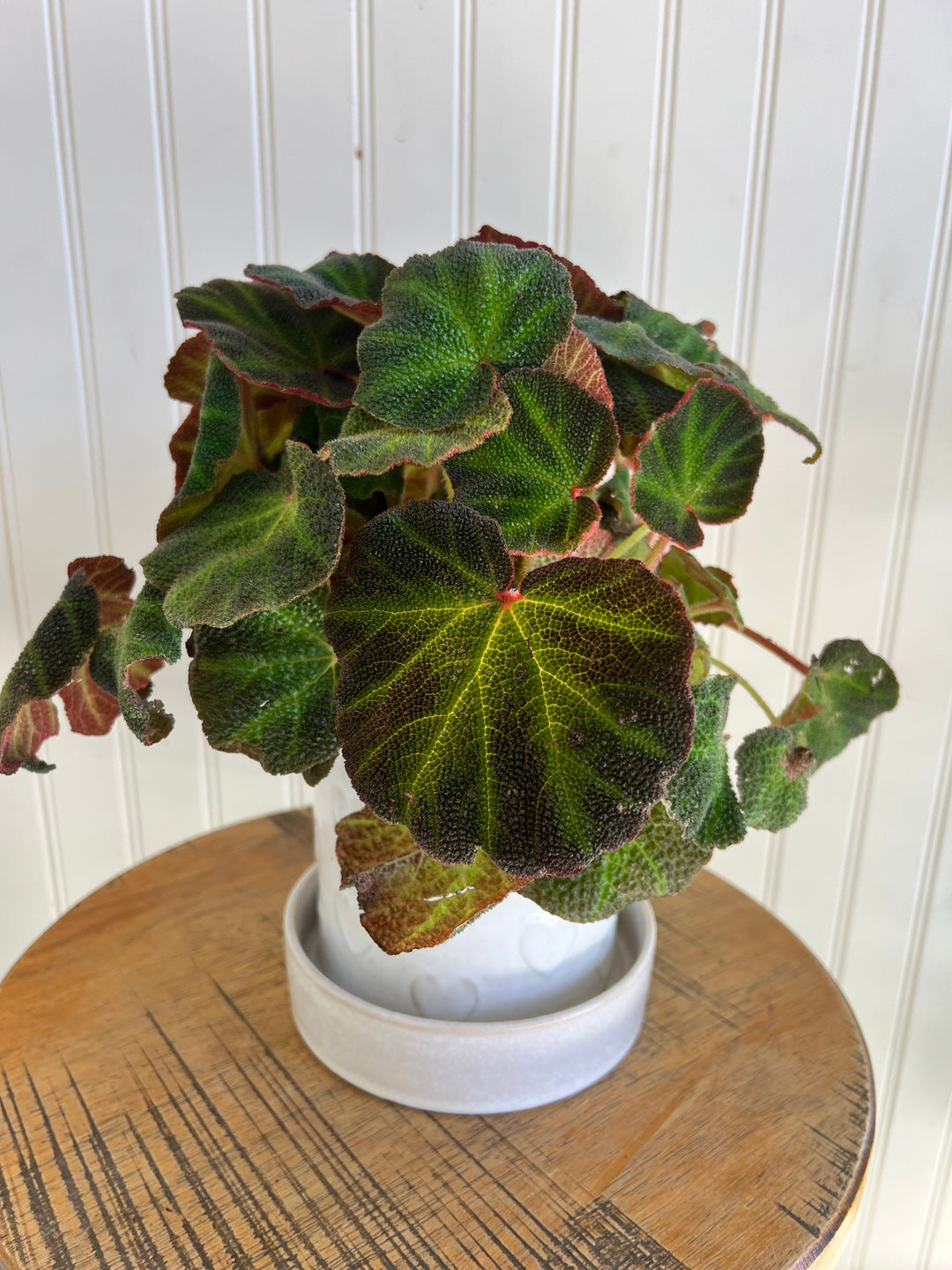 Hearts Alive - Heart Planter with living plant