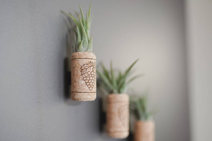 Wine Cork Magnets with Tillandsia Ionantha Air Plants
