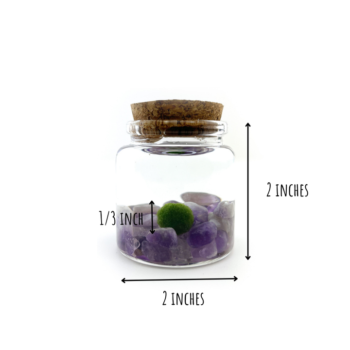 Small Marimo Moss Ball Terrarium with Amethyst Gemstone