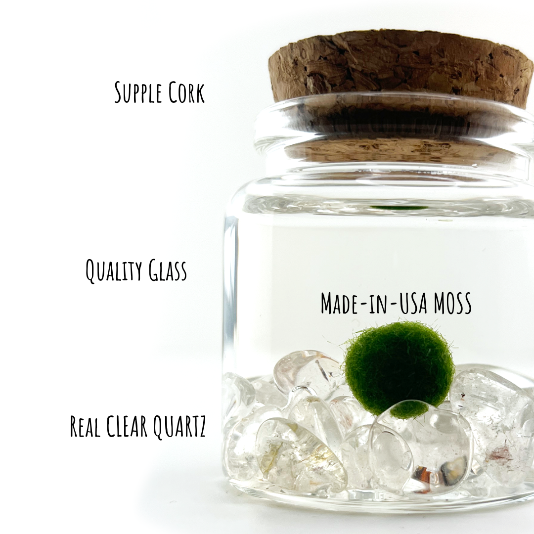 Small Marimo Moss Ball Terrarium with Clear Quartz Gemstones
