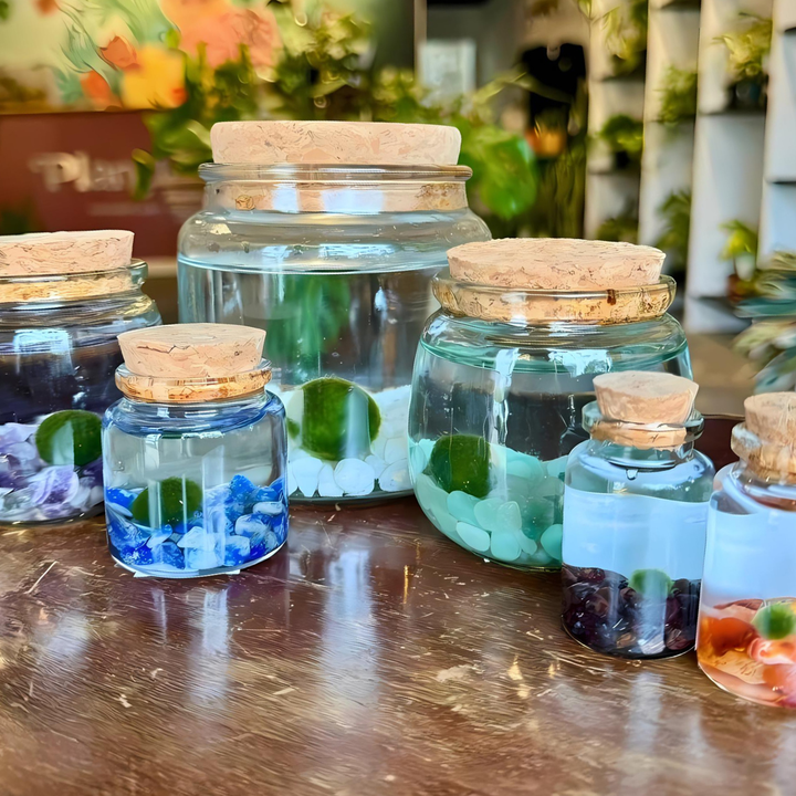 Medium Marimo Moss Ball Terrarium with Aventurine Gemstones