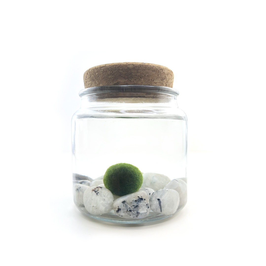 Moonstone Moss Amigo