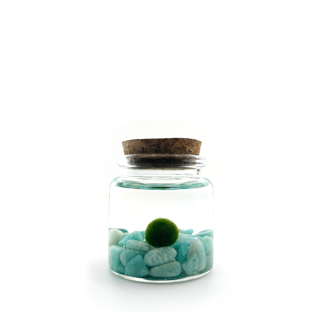 Small Marimo Moss Ball Terrarium with Amazonite Gemstone