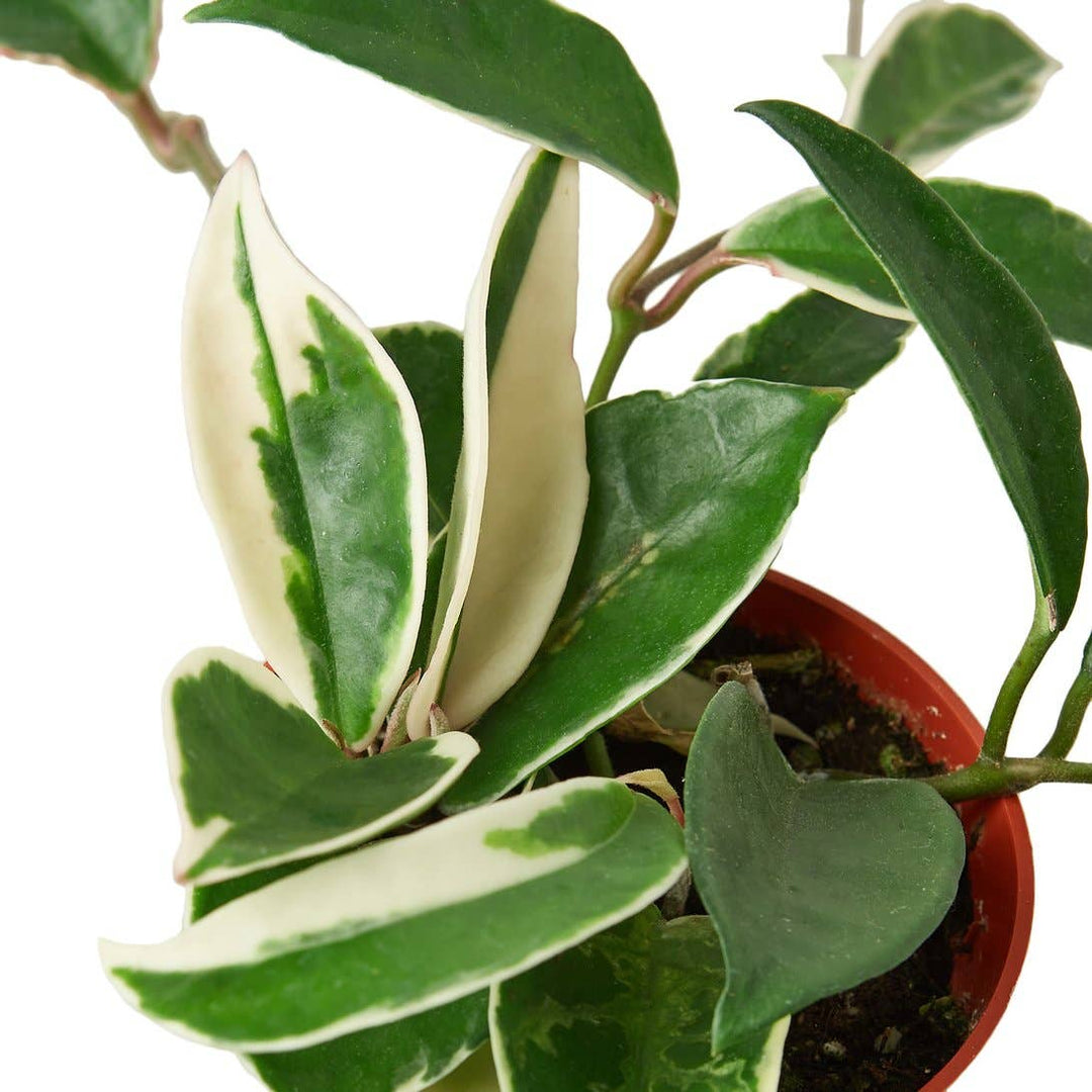 Hoya Tricolor Live Plant, 4-Inch