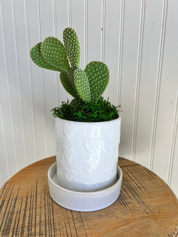 Hearts Alive - Heart Planter with living plant