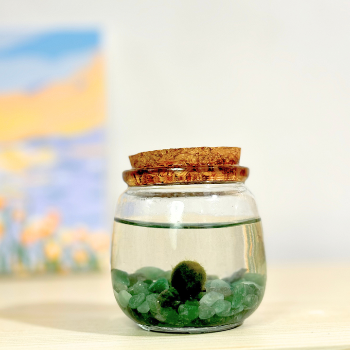 Medium Marimo Moss Ball Terrarium with Aventurine Gemstones