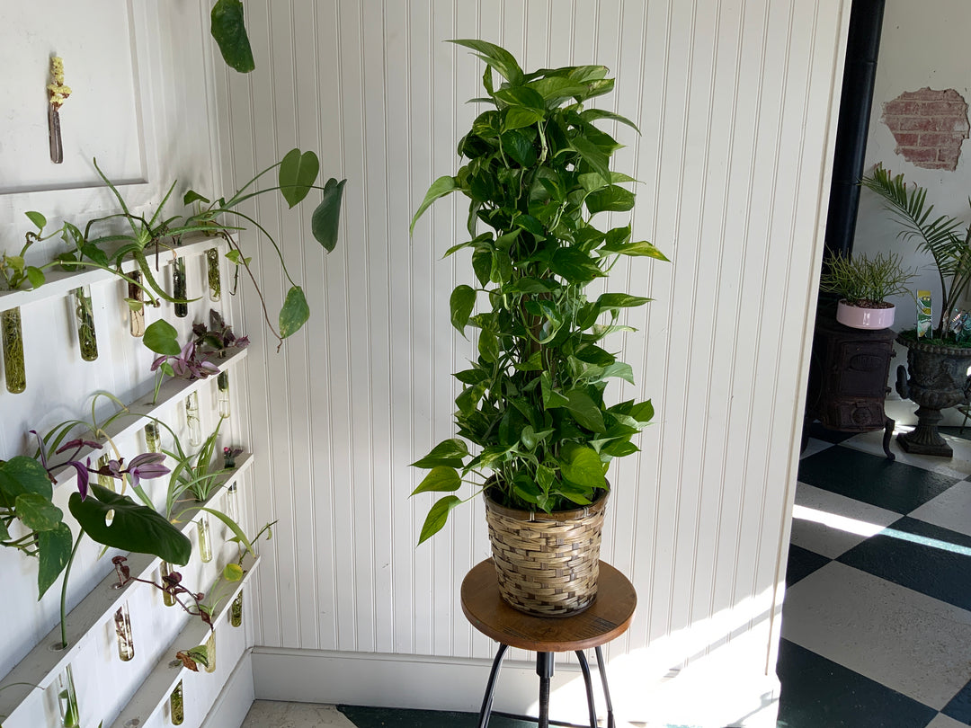 Assorted Plants