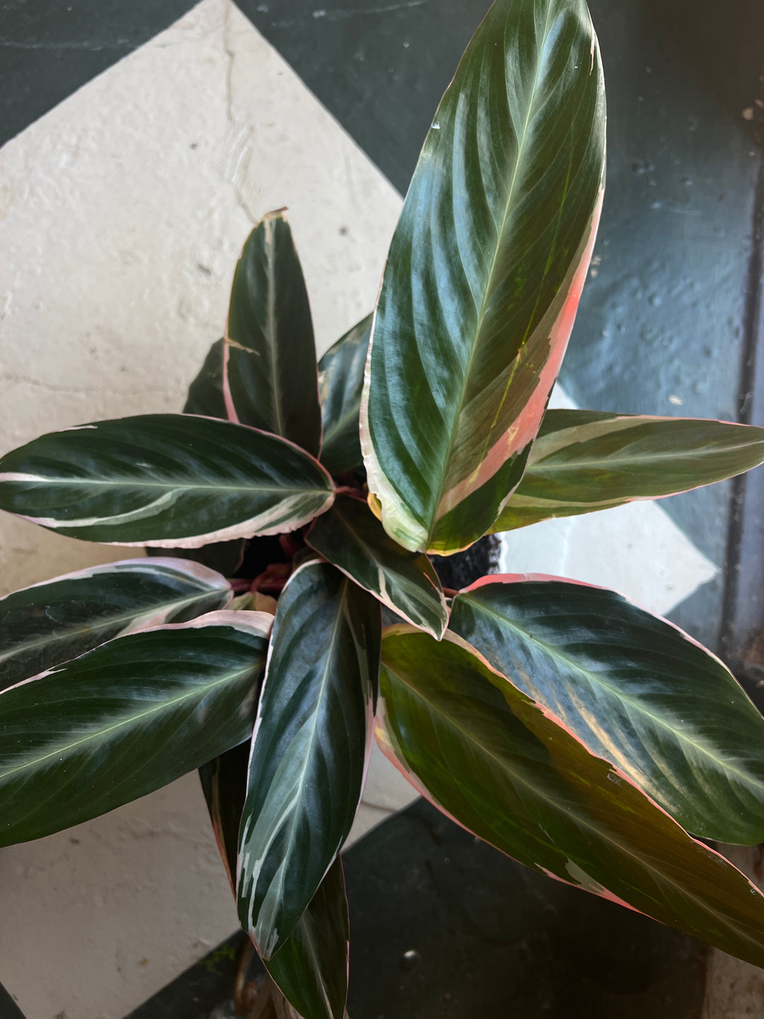 Assorted Plants