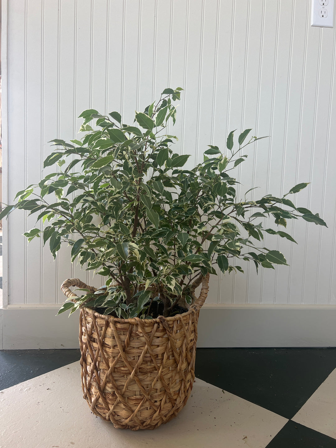 Assorted Plants