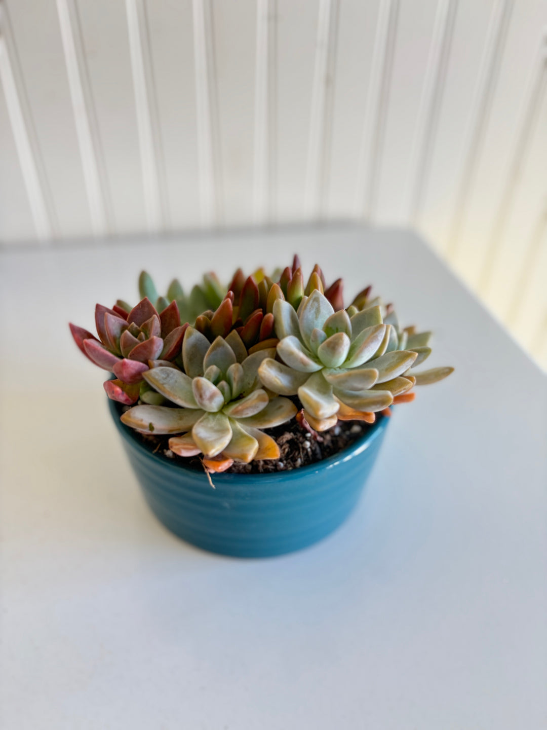 Medium Succulent Garden