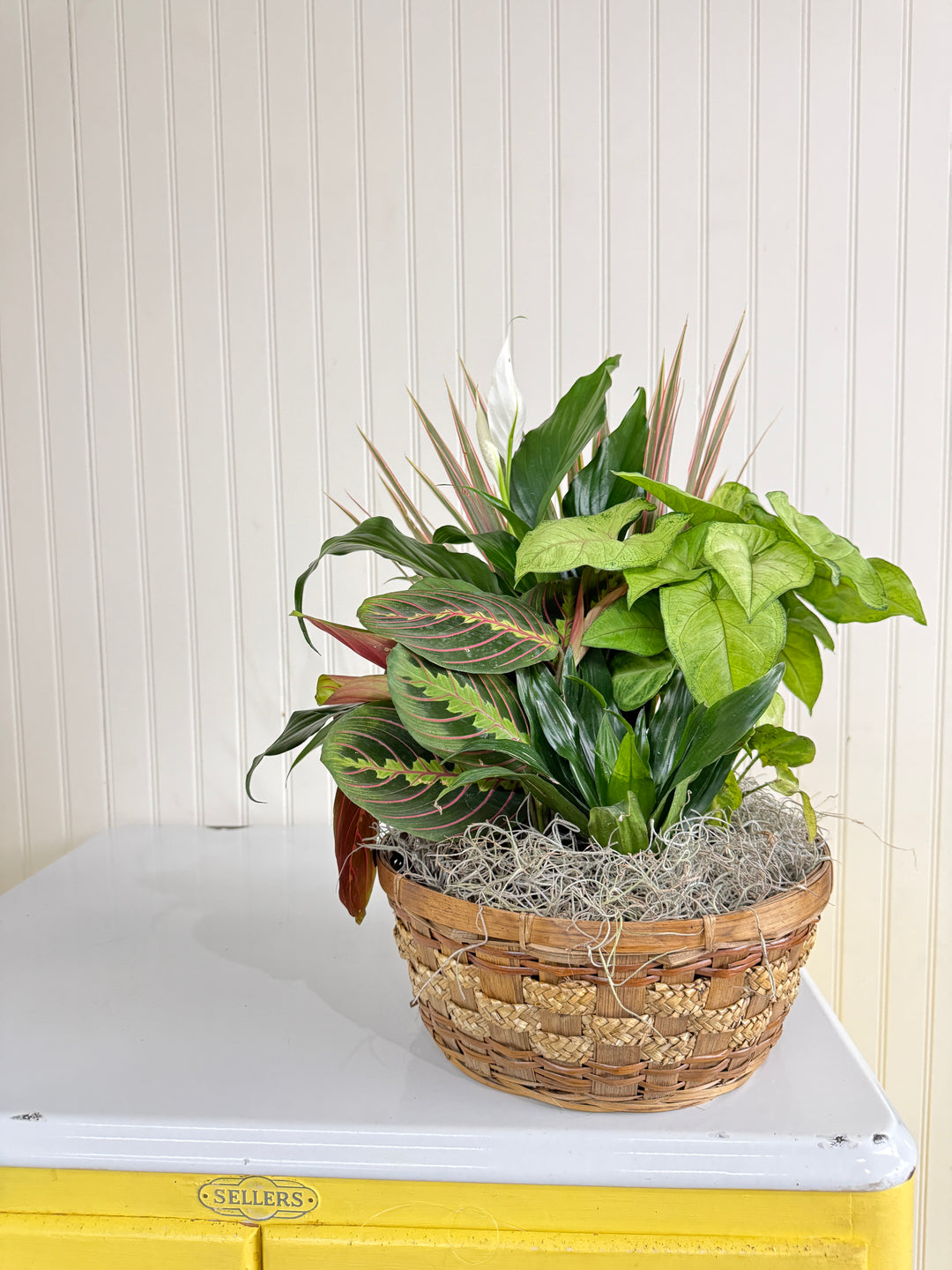 Dish Garden Basket