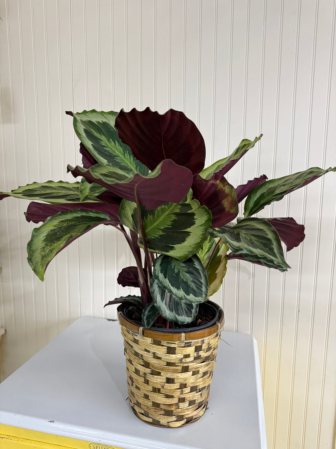 Calathea Medallion