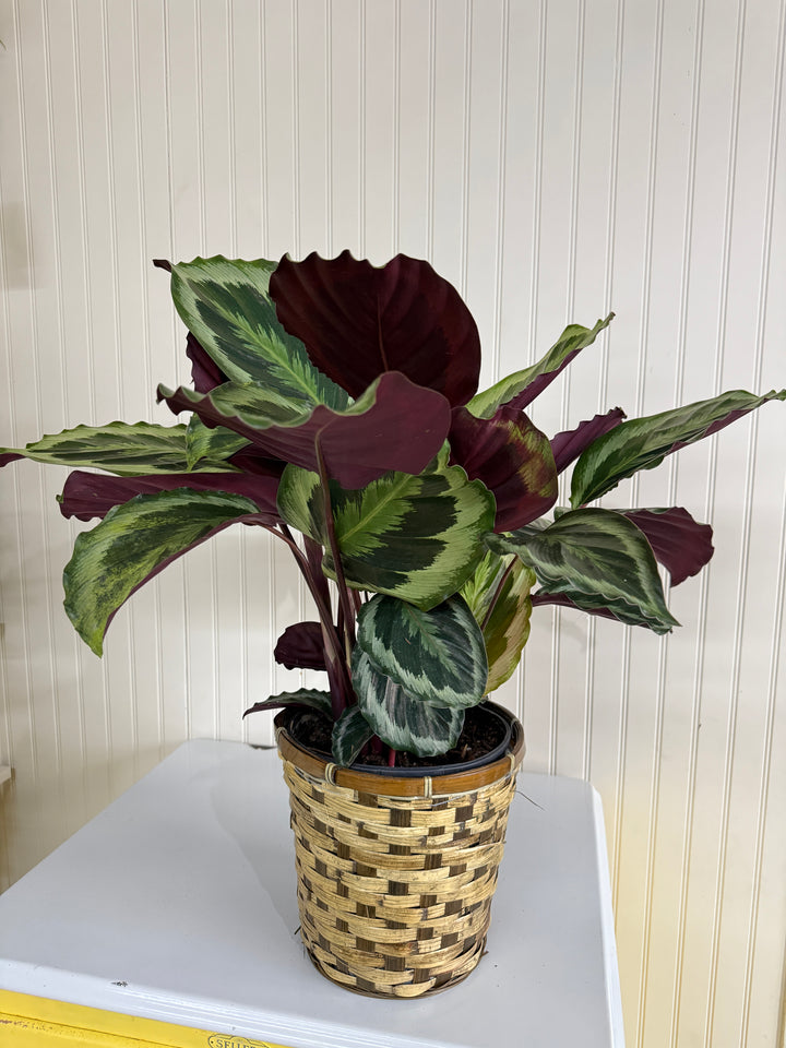 Calathea Medallion