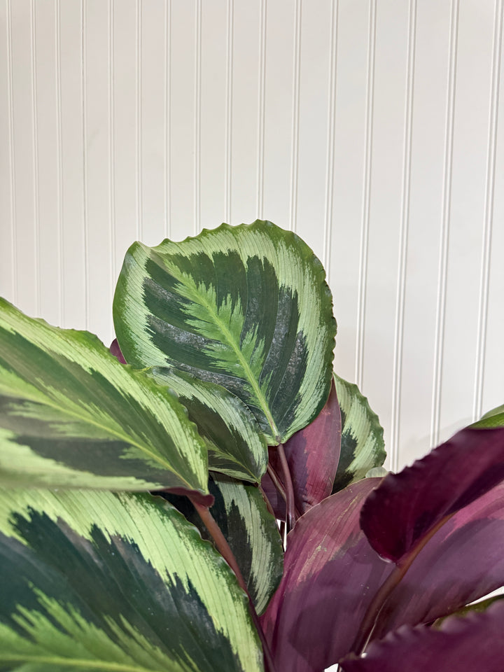 Calathea Medallion