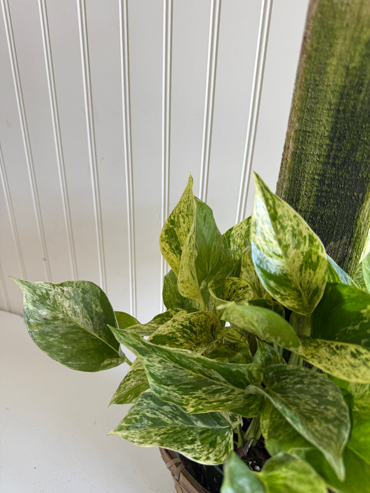 Marble Queen Pole Ivy