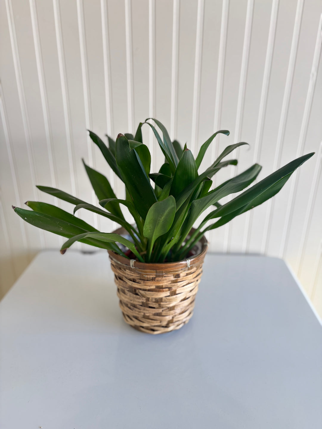 Janet Craig Dracena