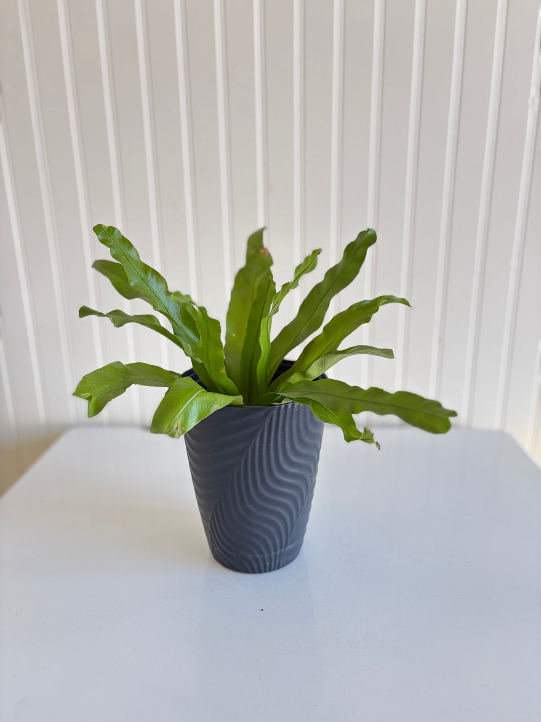 Bird's nest Fern