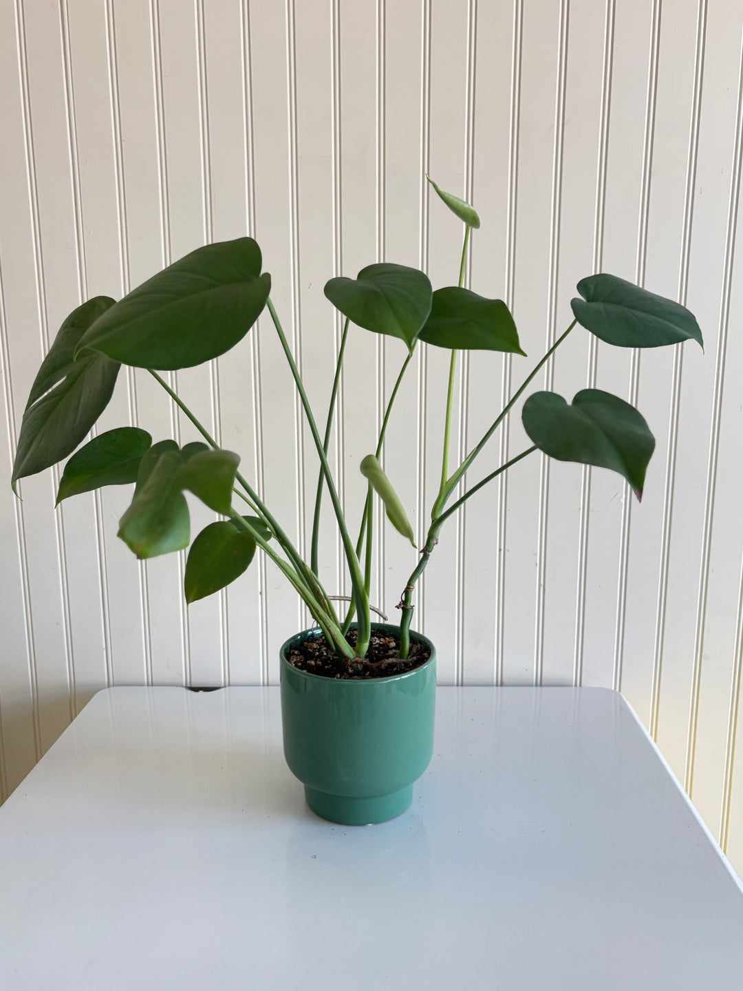 Monstera Deliciosa