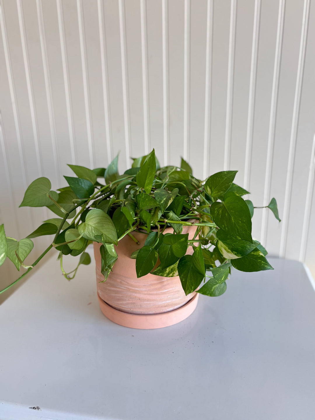 Golden Pothos