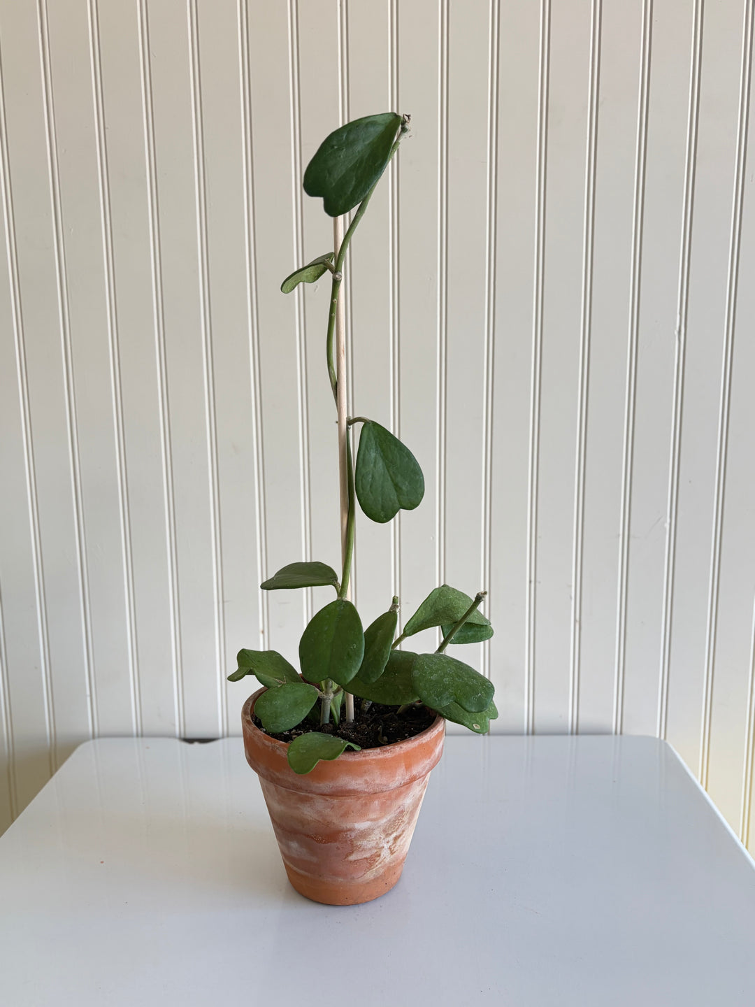 Hoya Kerrii Heart Succulent