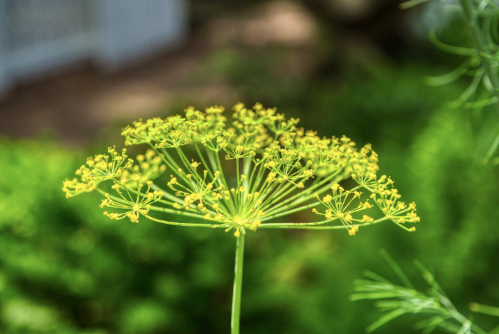 Gilbert Creek Gardens Bouquet Dill Seeds