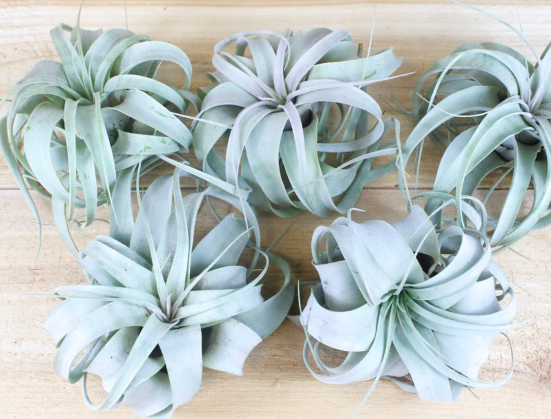 Tillandsia Xerographica Air Plants