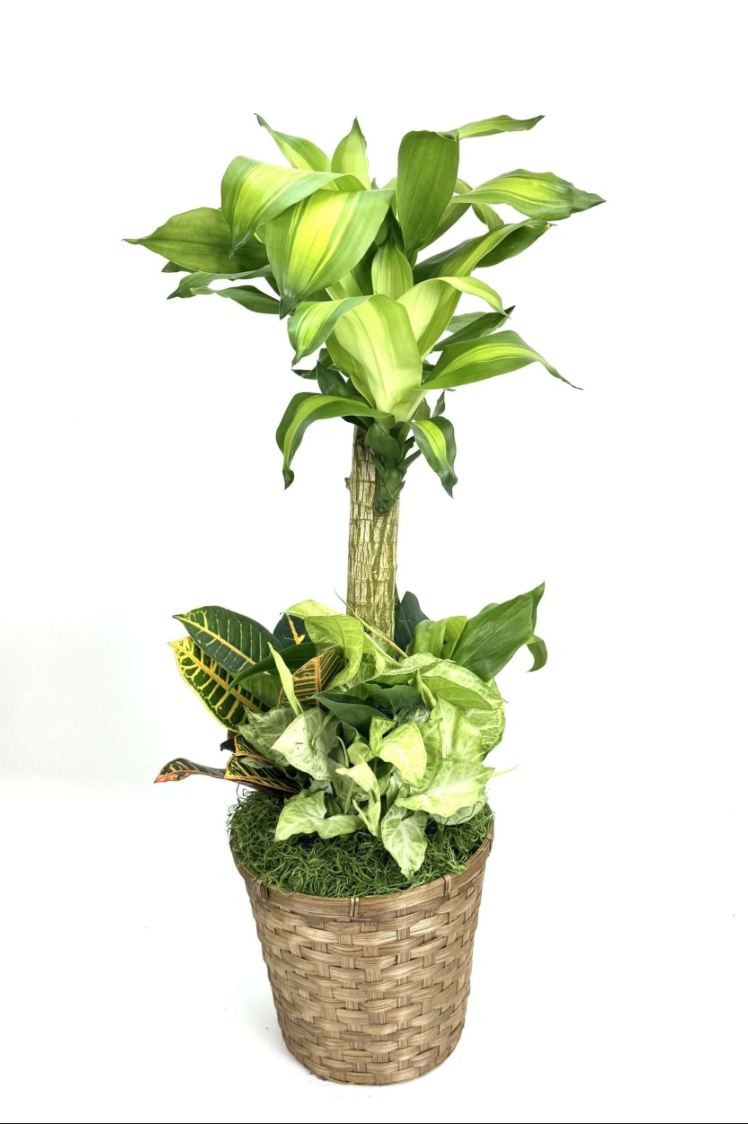 Cane Mixed Planter