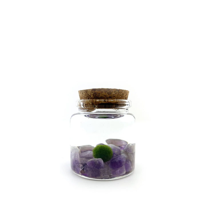 Small Marimo Moss Ball Terrarium with Amethyst Gemstone
