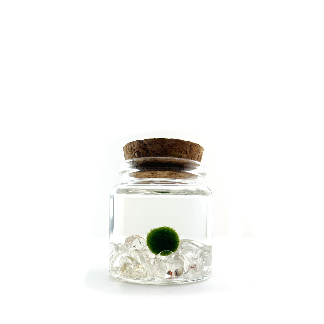 Small Marimo Moss Ball Terrarium with Clear Quartz Gemstones