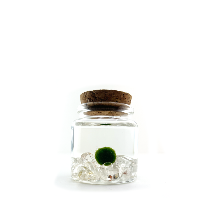 Small Marimo Moss Ball Terrarium with Clear Quartz Gemstones