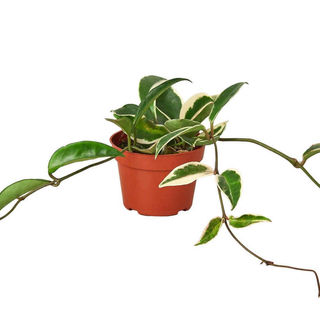 Hoya Tricolor Live Plant, 4-Inch