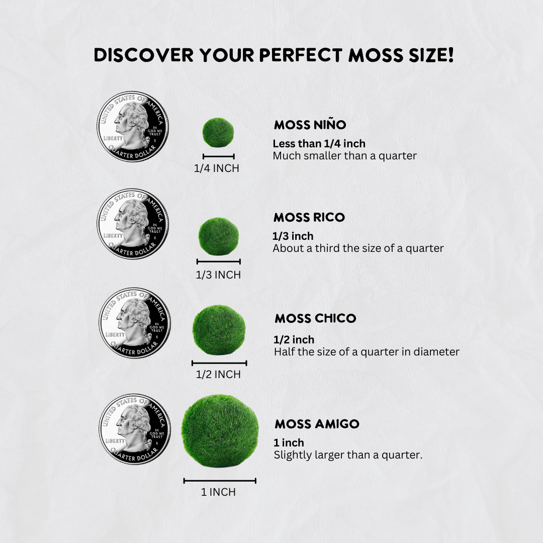 Small Marimo Moss Ball Terrarium with Amazonite Gemstone