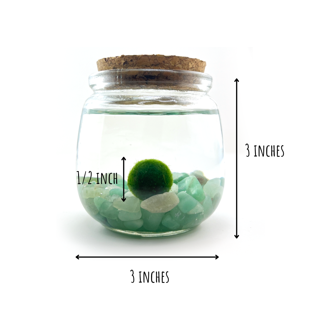 Medium Marimo Moss Ball Terrarium with Aventurine Gemstones
