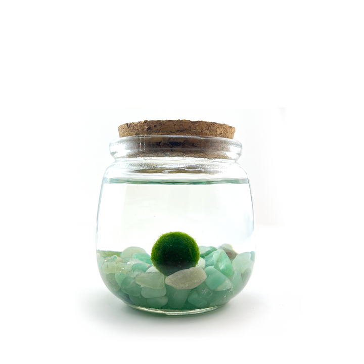 Medium Marimo Moss Ball Terrarium with Aventurine Gemstones