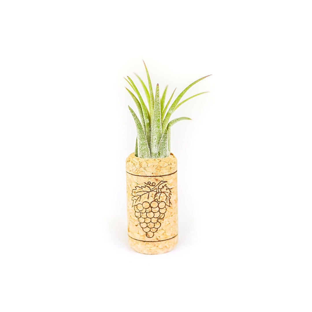 Wine Cork Magnets with Tillandsia Ionantha Air Plants
